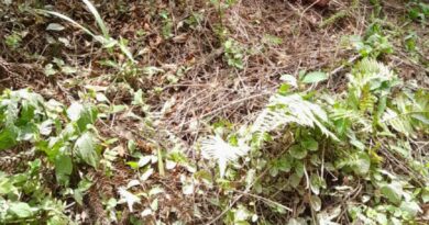 Corpo encontrado no São Miguel Corpo encontrado no São Miguel