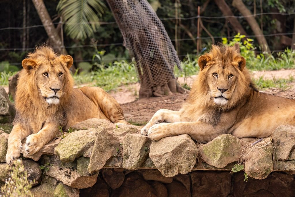 Leões no Zoo São Paulo