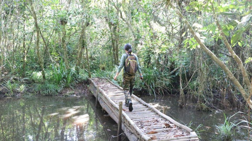 Paisagem natural em área de preservação em São Paulo