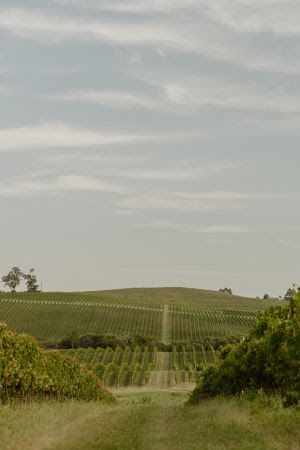 Vinhedos da Serra Gaúcha no inverno