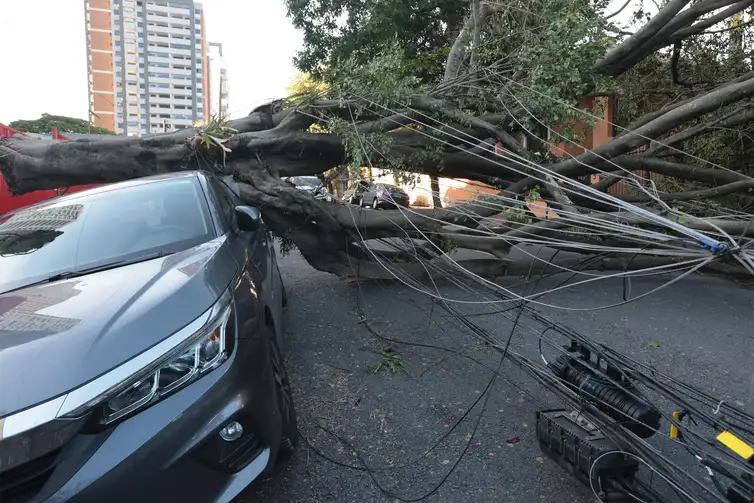 Queda de árvores sobre carros na Rua Paula Ney, na Vila Mariana, em São Paulo, em 10 de dezembro de 2025